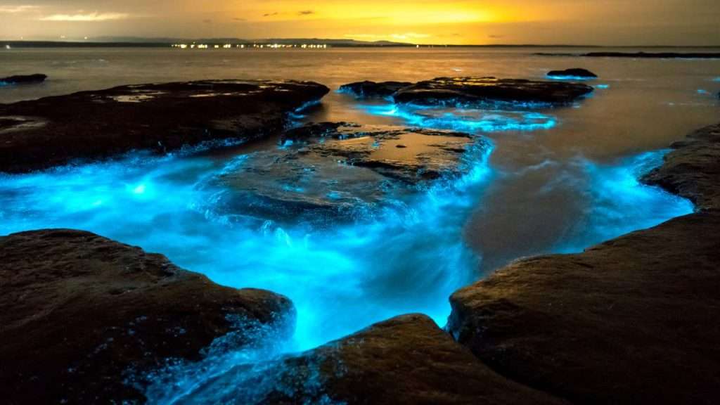 Bioluminescence In Andaman A Magical Night Experience